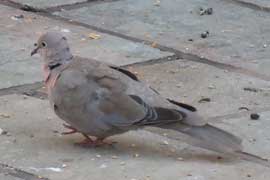dove